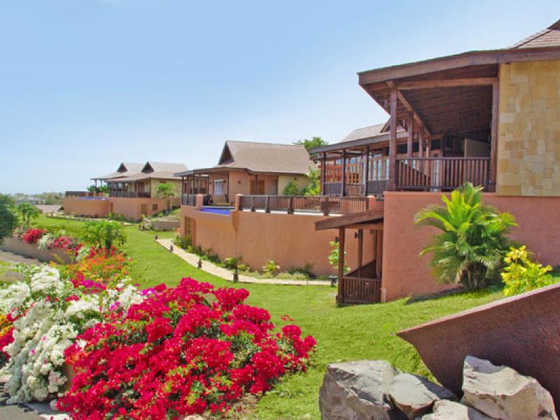 Tree Frog , Prickly Bay  