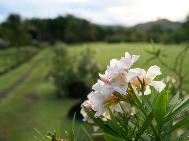 Mount Cinnamon , Grand Anse , St Georges  